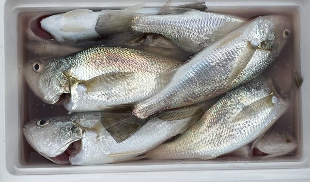 イシモチ(シログチ)