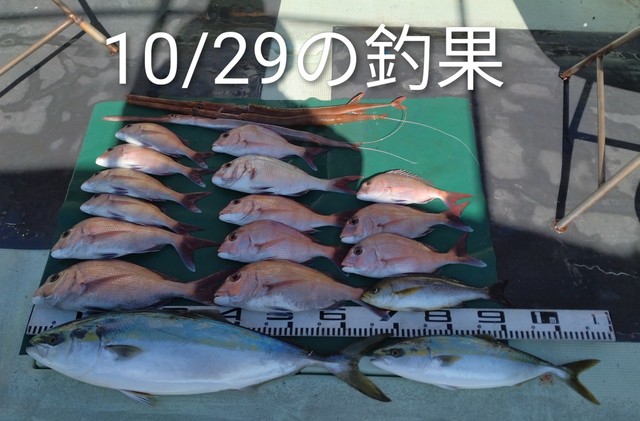 マダイ・ツバス(ブリ)・メジロ(ブリ)・イサキ・ヤガラ(アカヤガラ)