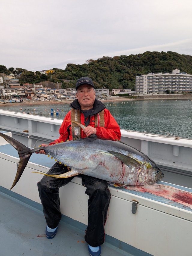 キハダマグロ(キハダ)