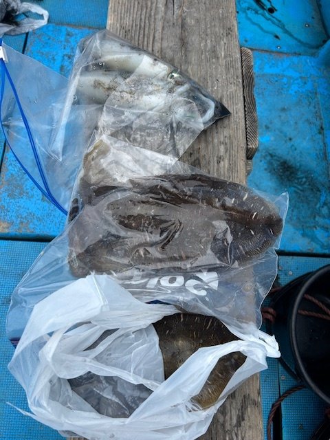 アオリイカ・モンゴウイカ(カミナリイカ)