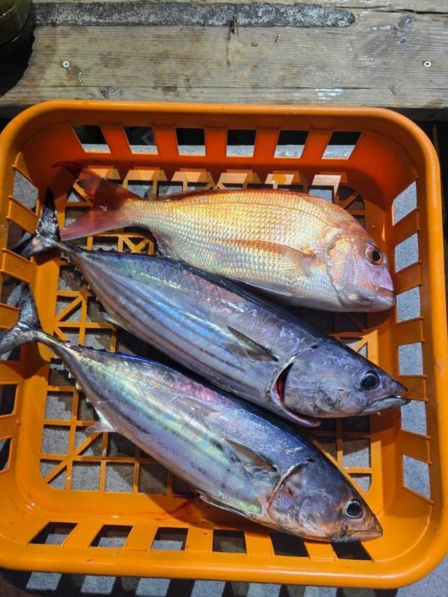 マダイ・ホンガツオ(カツオ)