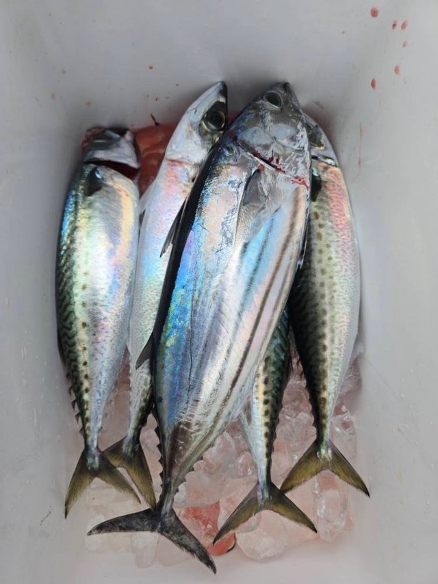 ホンガツオ(カツオ)・ヒラソウダ