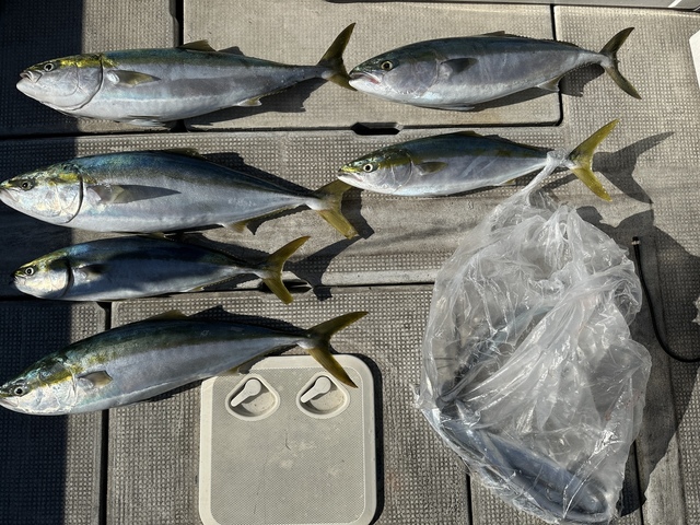 ブリ・メジロ(ブリ)・タチウオ