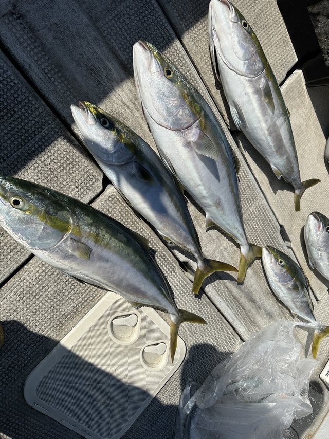 ブリ・メジロ(ブリ)