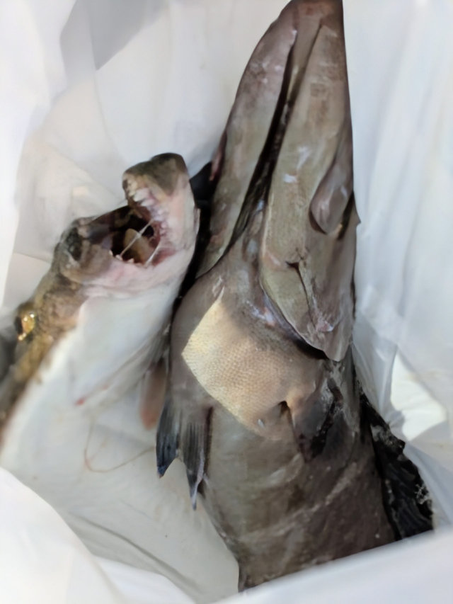 マハタ・ヒラメ