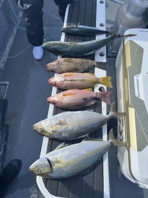 オオモンハタ・ハマチ(ブリ)・シオ(カンパチ)・クロホシフエダイ