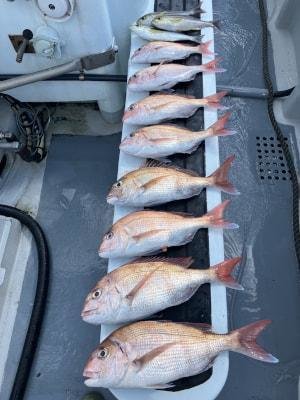 マダイ・イサキ