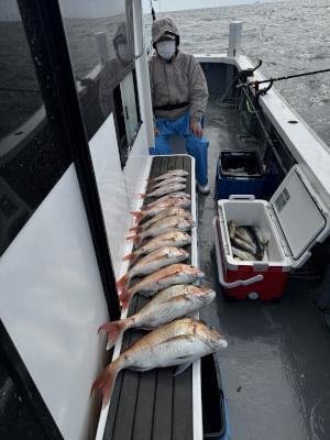 マダイ・コダイ(マダイ)・イサキ