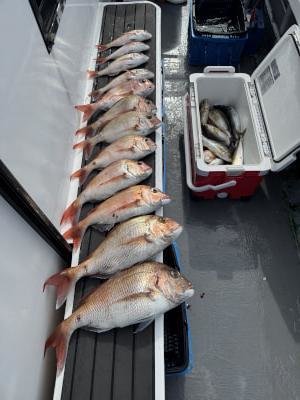 マダイ・コダイ(マダイ)・イサキ