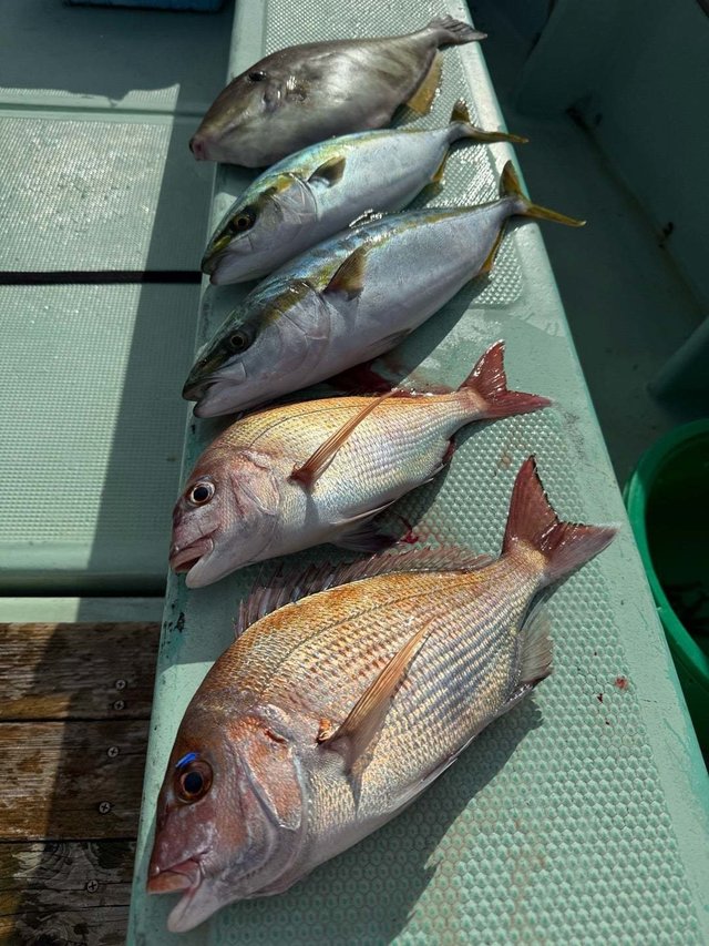 マダイ・ブリ・ウスバハギ