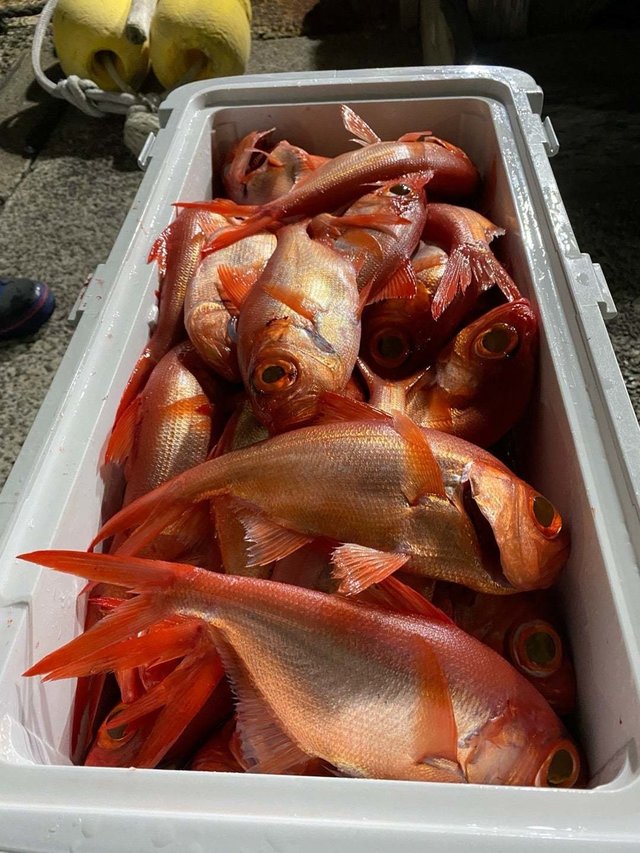 キンメ(キンメダイ)