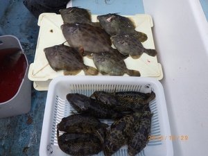 カワハギ