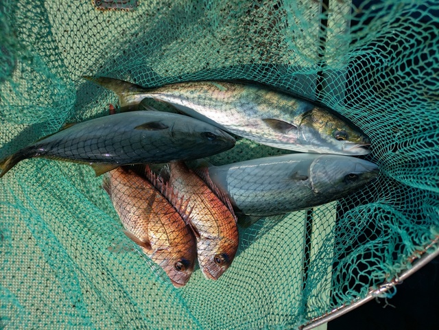 タイ(マダイ)・ハマチ(ブリ)・マサバ