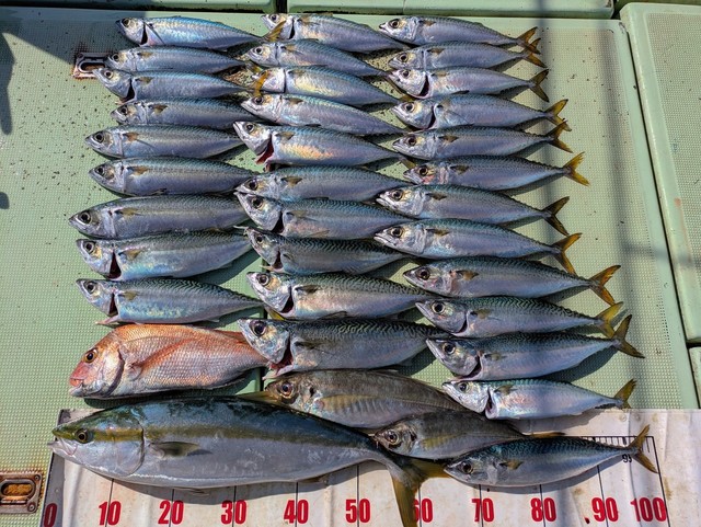 タイ(マダイ)・アジ(マアジ)・メジロ(ブリ)・マサバ