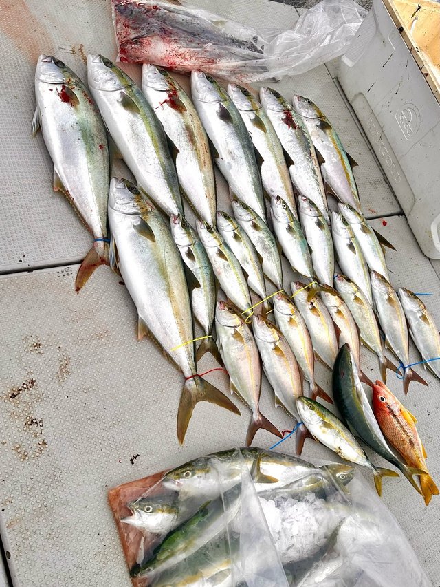 ヤズ(ブリ)・ヒラマサ・ヨコスジフエダイ・ネリゴ(カンパチ)