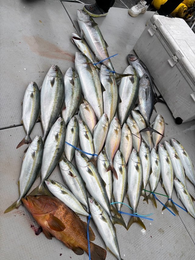 キジハタ・ヤズ(ブリ)・ヒラマサ・コシナガ