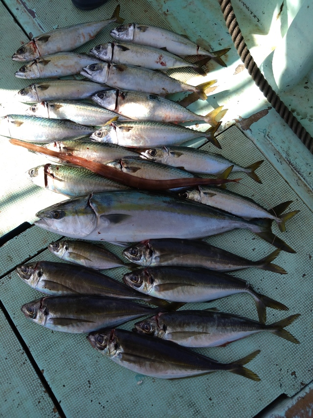 アジ(マアジ)・メジロ(ブリ)・サバ(マサバ)