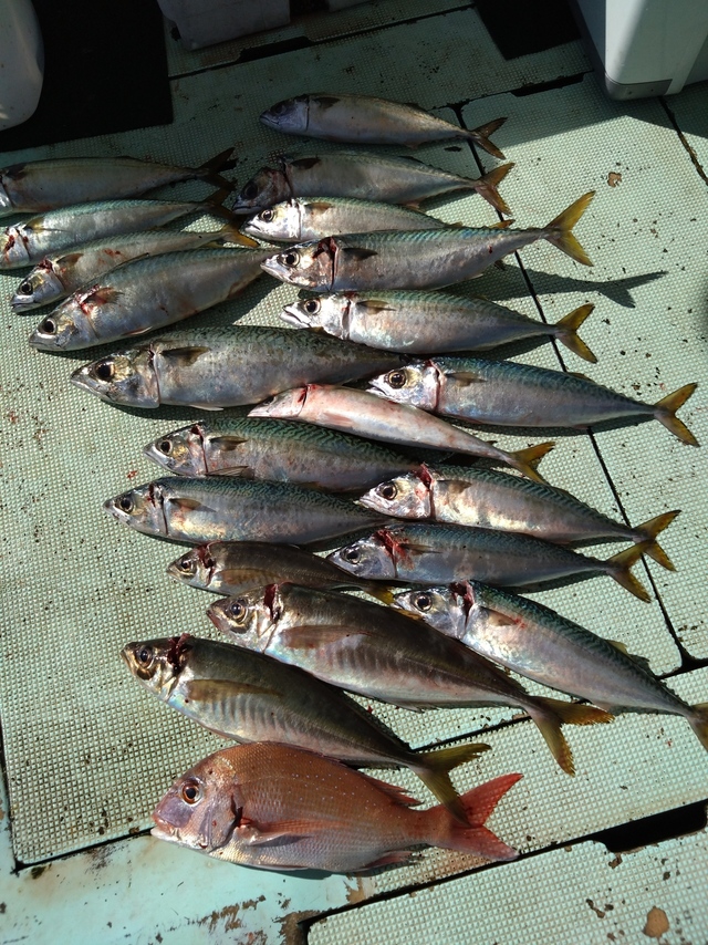 タイ(マダイ)・アジ(マアジ)・サバ(マサバ)