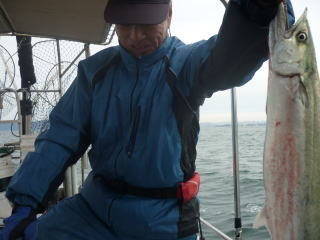 シーバス(スズキ)