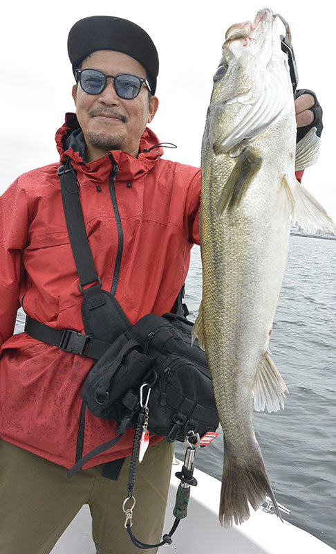 シーバス(スズキ)