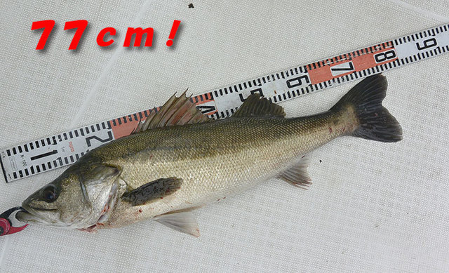 シーバス(スズキ)