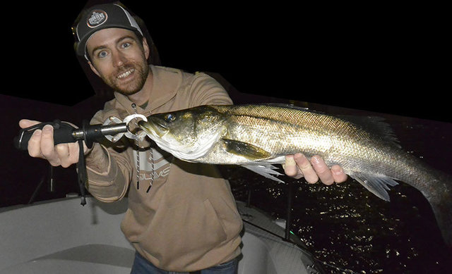 シーバス(スズキ)