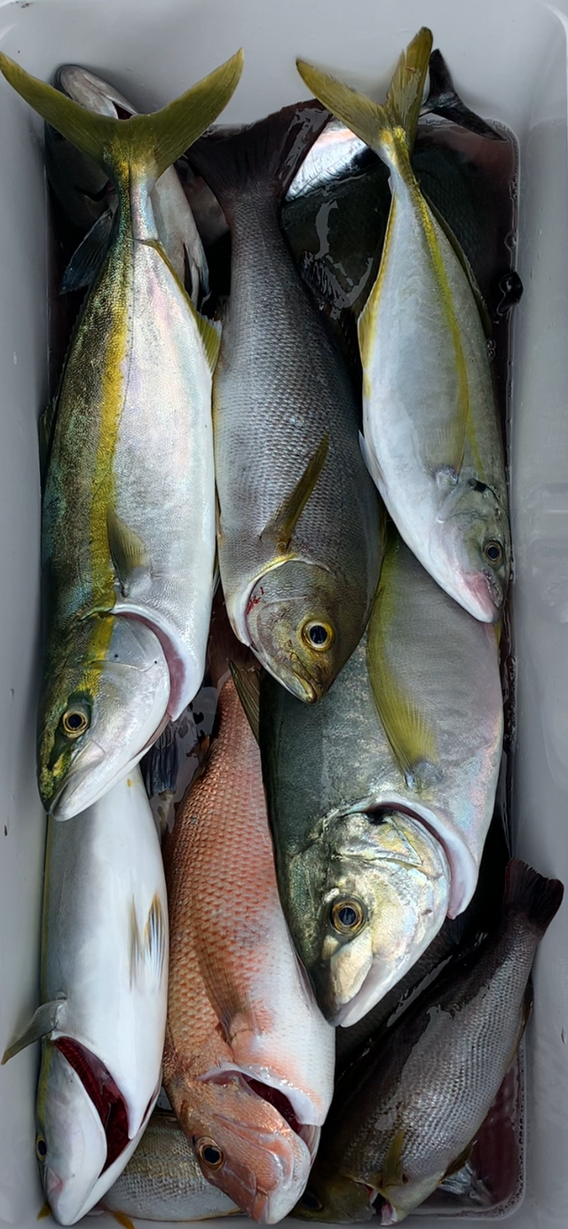 シマアジ・イナダ(ブリ)・イサキ