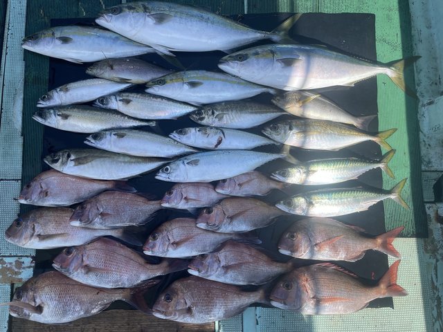 マダイ・マアジ・ハマチ(ブリ)・メジロ(ブリ)・イサキ・マサバ