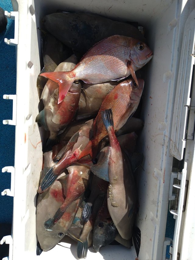 チダイ・ウマヅラ(ウマヅラハギ)