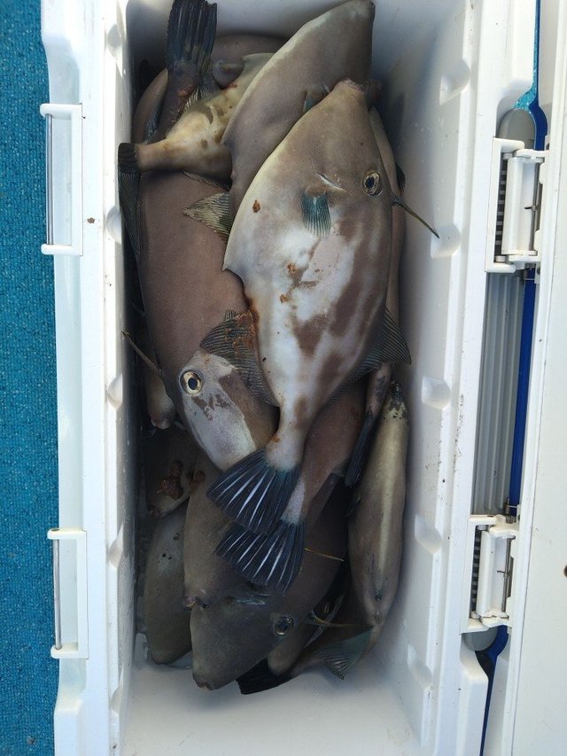 ウマヅラ(ウマヅラハギ)