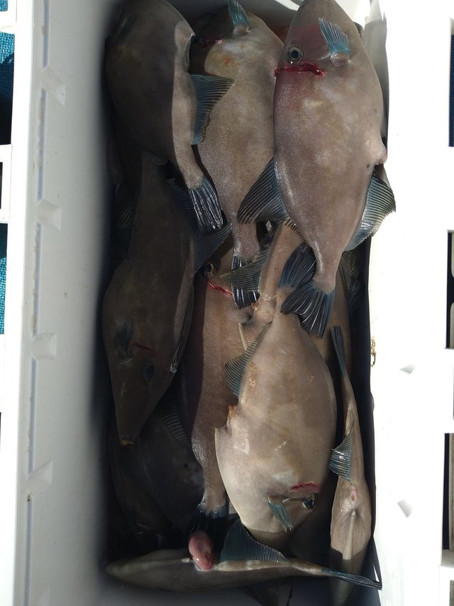 ウマヅラ(ウマヅラハギ)