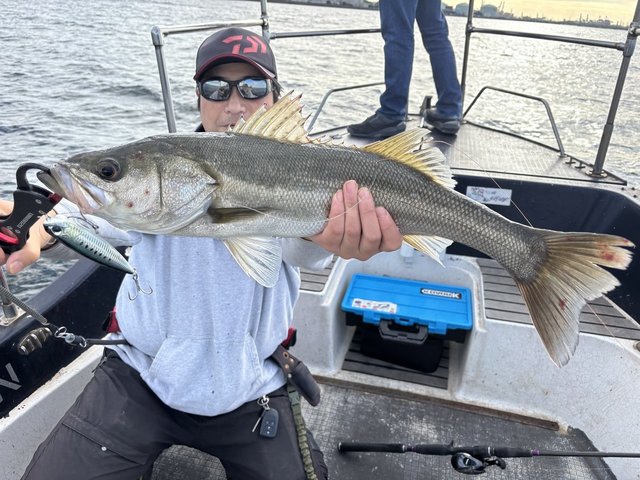 シーバス(スズキ)