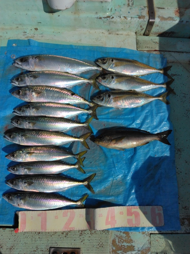 マアジ・イサギ(イサキ)・マサバ