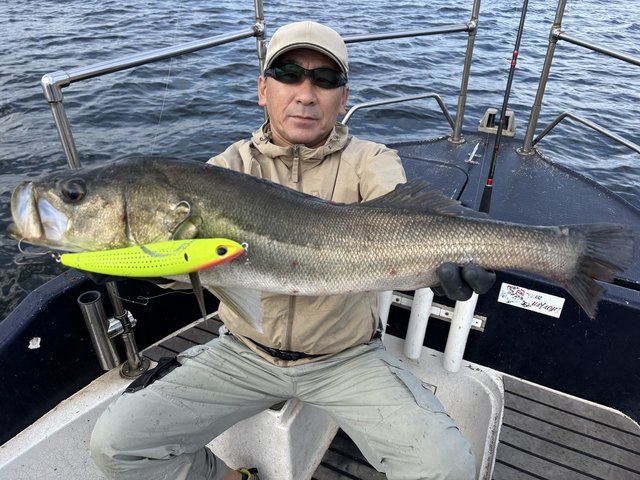 シーバス(スズキ)