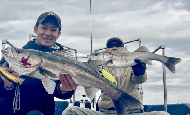 シーバス(スズキ)