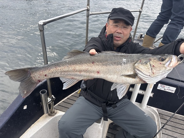 シーバス(スズキ)