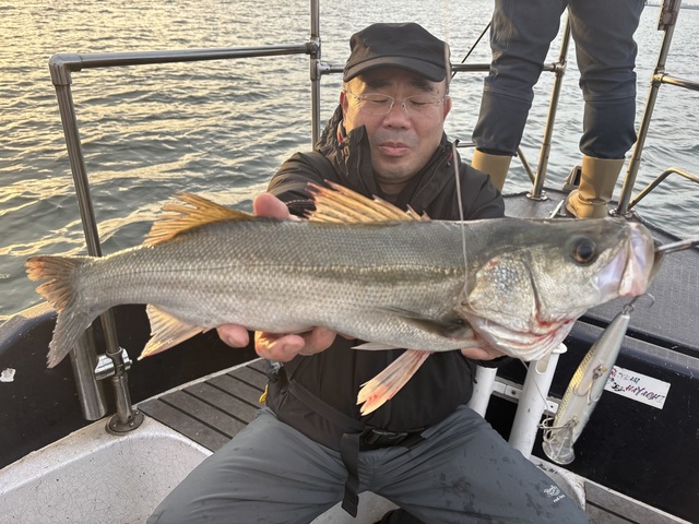 シーバス(スズキ)