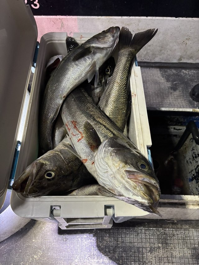 シーバス(スズキ)