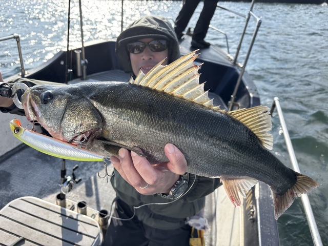 シーバス(スズキ)