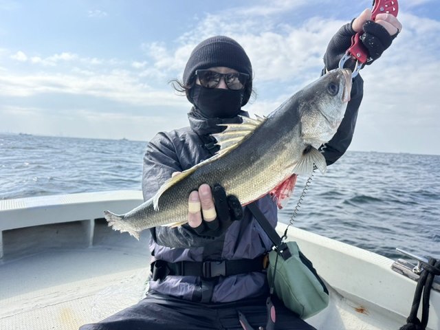 シーバス(スズキ)