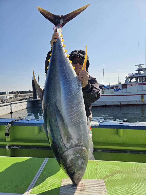 キハダマグロ(キハダ)