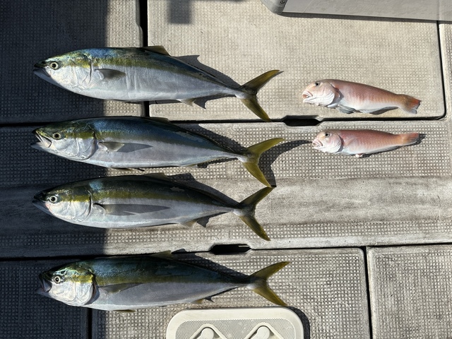 メジロ(ブリ)・シロアマダイ