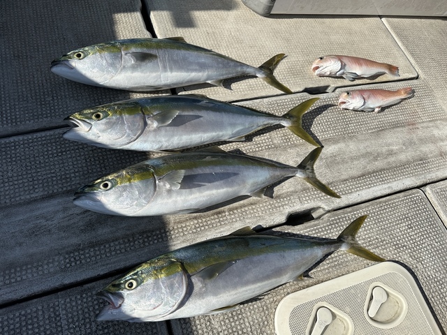 メジロ(ブリ)・シロアマダイ