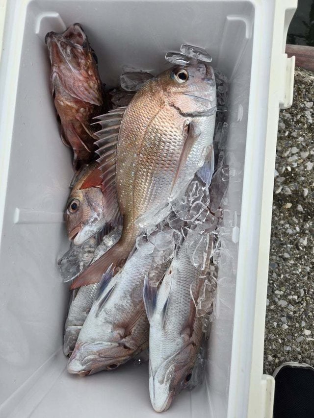 マダイ・カサゴ