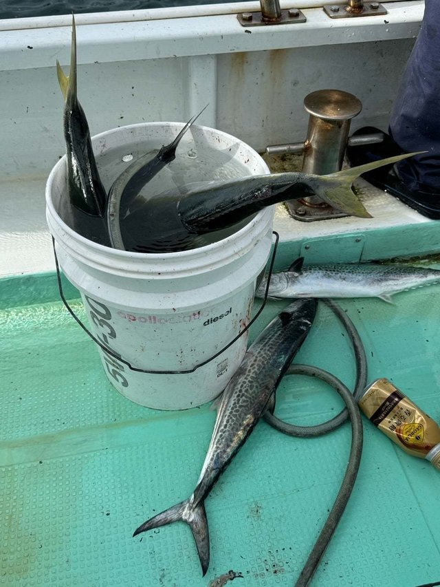 ハマチ(ブリ)・ヤズ(ブリ)・サゴシ(サワラ)