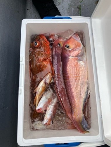 アマダイ(アカアマダイ)・カンコ(ウッカリカサゴ)