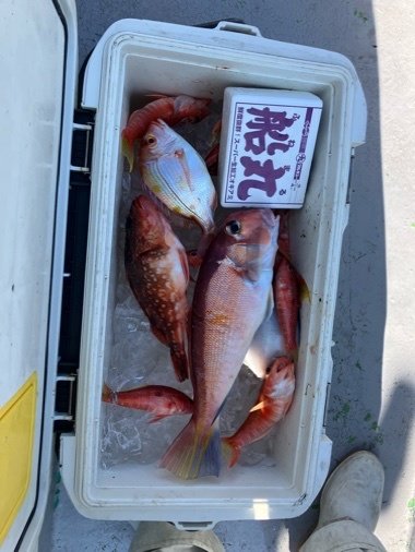 レンコダイ(キダイ)・アマダイ(アカアマダイ)・ヒメコダイ