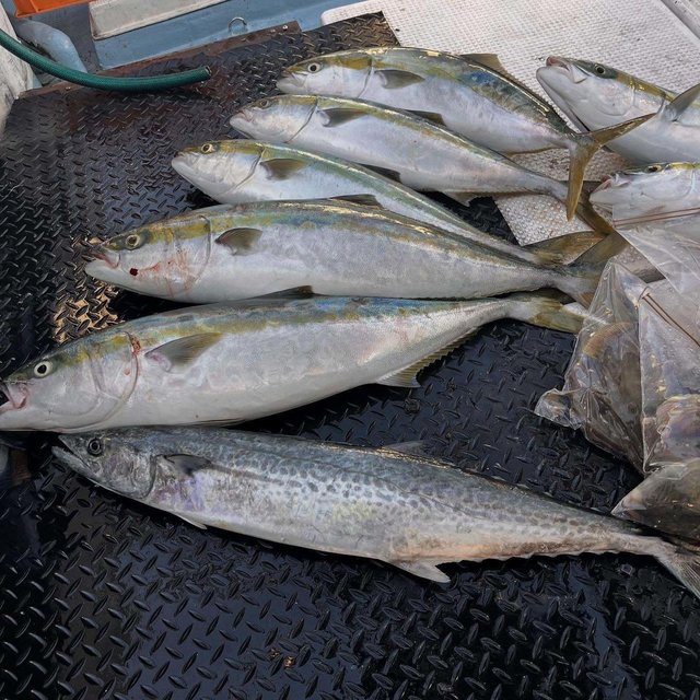 ブリ・サワラ・タチウオ・カワハギ