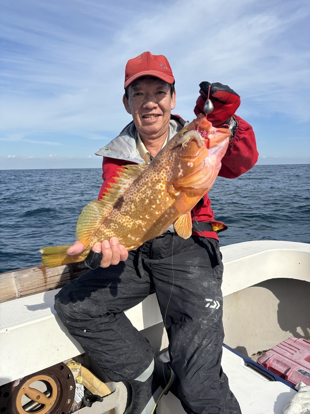 アコウ(キジハタ)