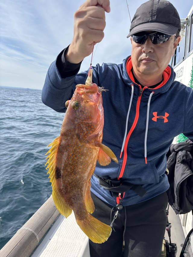 アコウ(キジハタ)